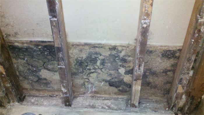 City-Renovations-Mold-Remediation3