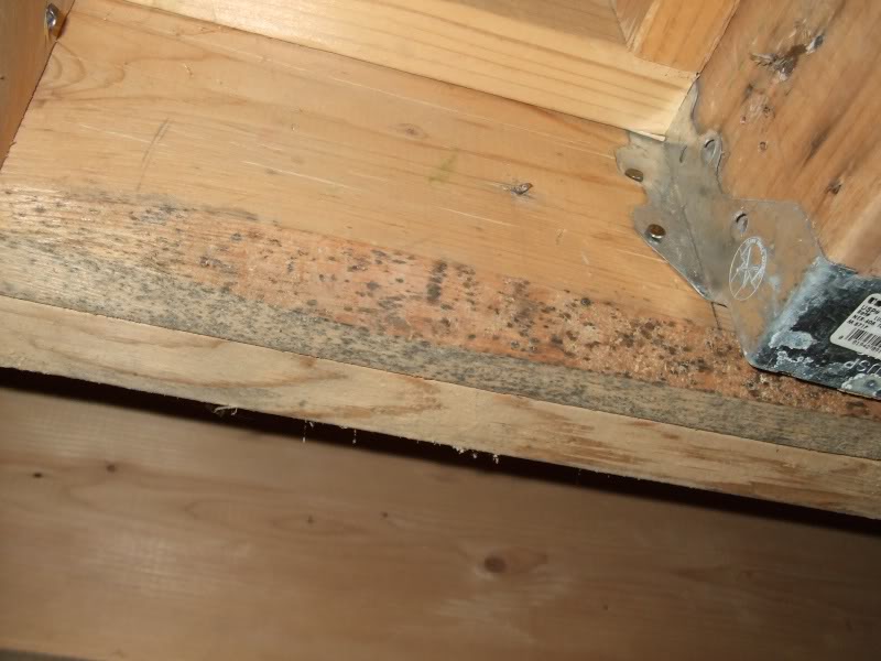 What Is Black Mold City Renovations What Is Black Mold